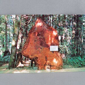 Vintage Postcard - Douglas Fir Wooded Wonderland Victoria - Wright Everytime